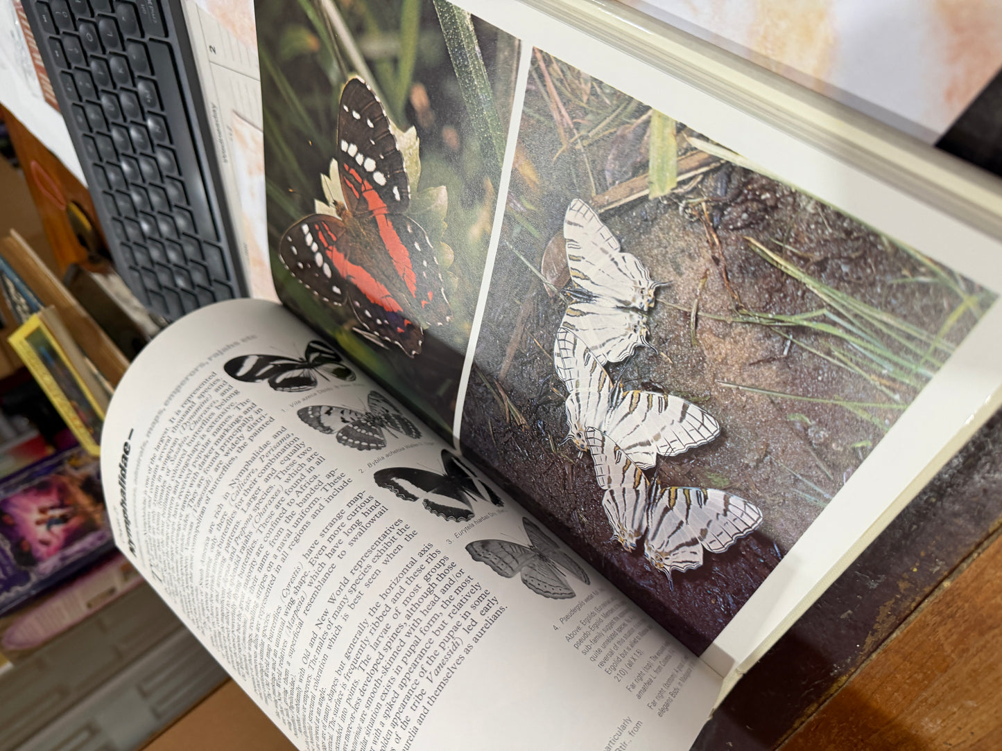 The Illustrated Encyclopedia of the Butterfly World in Color