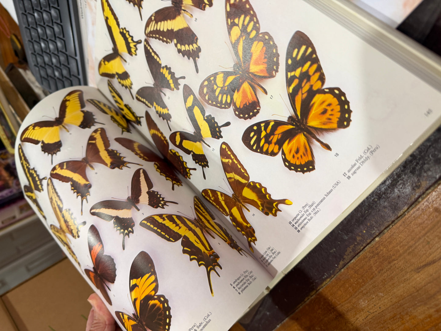 The Illustrated Encyclopedia of the Butterfly World in Color