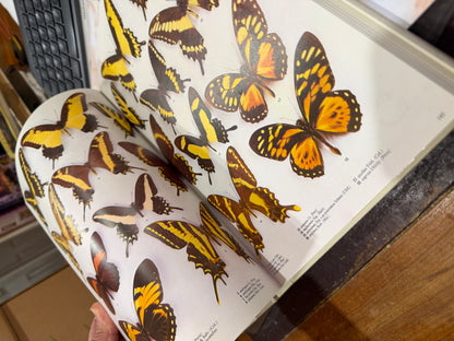 The Illustrated Encyclopedia of the Butterfly World in Color