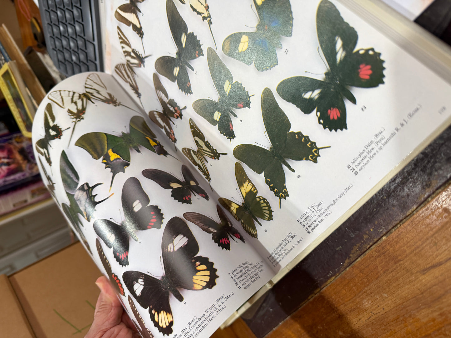 The Illustrated Encyclopedia of the Butterfly World in Color